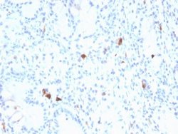 Gastrin Antibody (GAST/2634) - Azide and BSA Free, Novus Biologicals 100 &mu;g | Buy Online | Novus Biologicals | Fisher Scientific